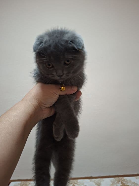 Продаётся чистокровный котёнок — 2