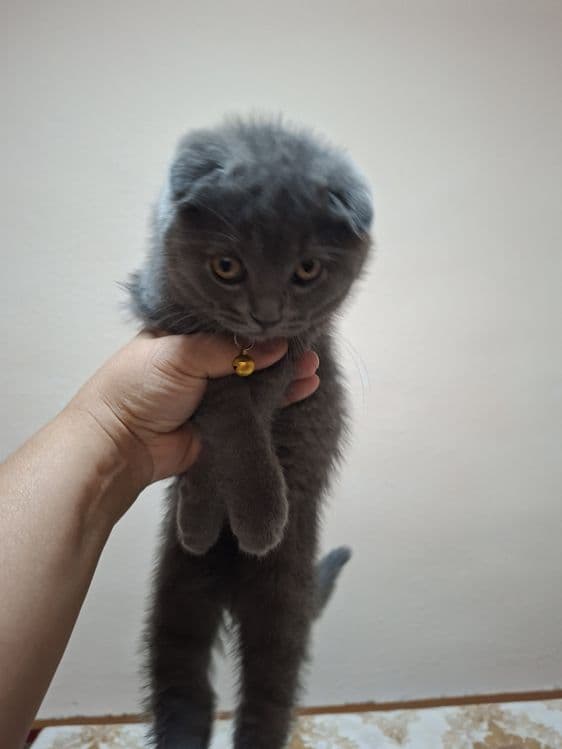 Продаётся чистокровный котёнок — 3