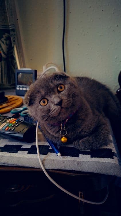 Продаётся чистокровный котёнок — 4