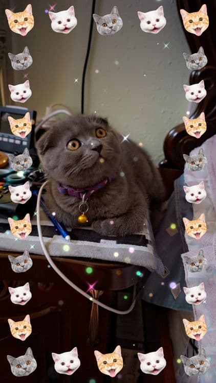 Продаётся чистокровный котёнок — 5