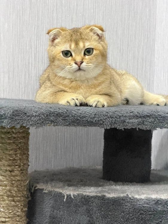 продаётся Породистая кошка  Золотая шиншилла — 1