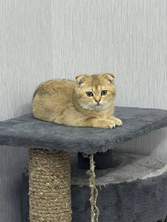 продаётся Породистая кошка  Золотая шиншилла — 3