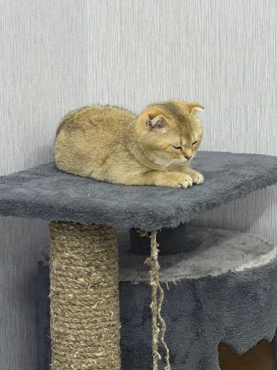 продаётся Породистая кошка  Золотая шиншилла — 4