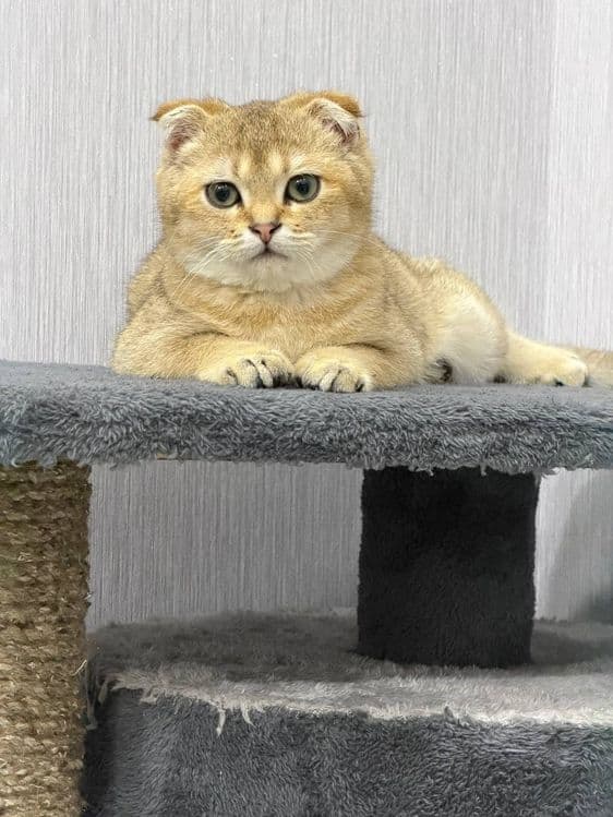 продаётся Породистая кошка  Золотая шиншилла — 5