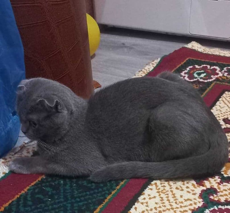 Scottish fold mushuk sotiladi — 2