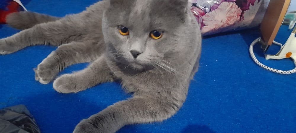 Бухара продаю.120$ Скоттиш-фолд Шотландский вислоухий — 3