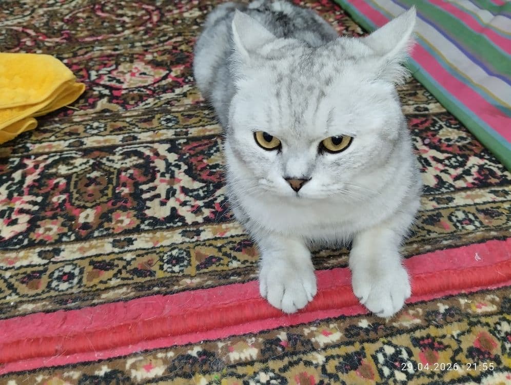 Mushuk sotiladi. — 1