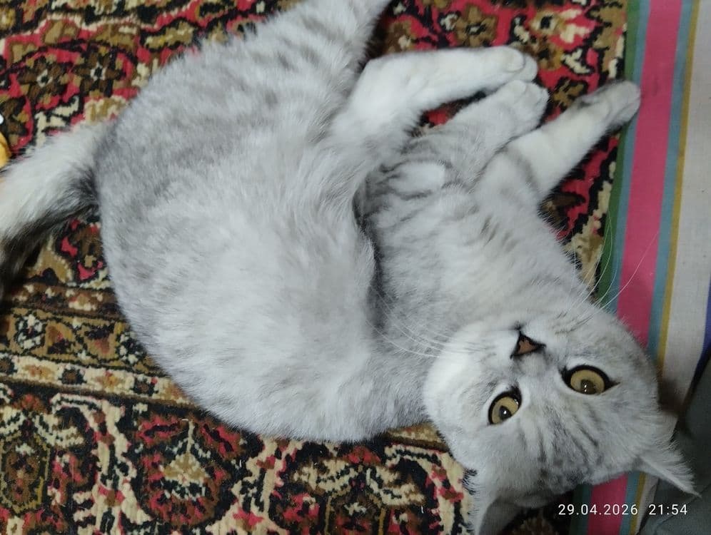 Mushuk sotiladi. — 2