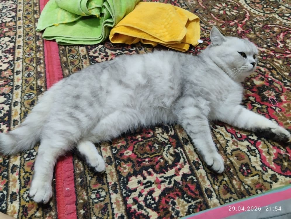 Mushuk sotiladi. — 3