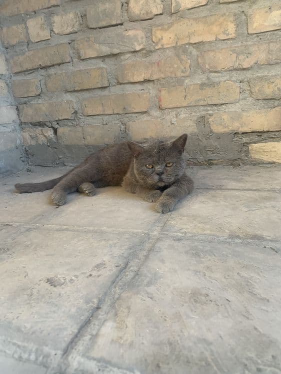 Продается кот породистый любиший хозяйна .Крупный британский кот — 2
