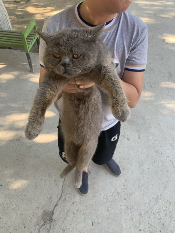 Продается кот породистый любиший хозяйна .Крупный британский кот — 4