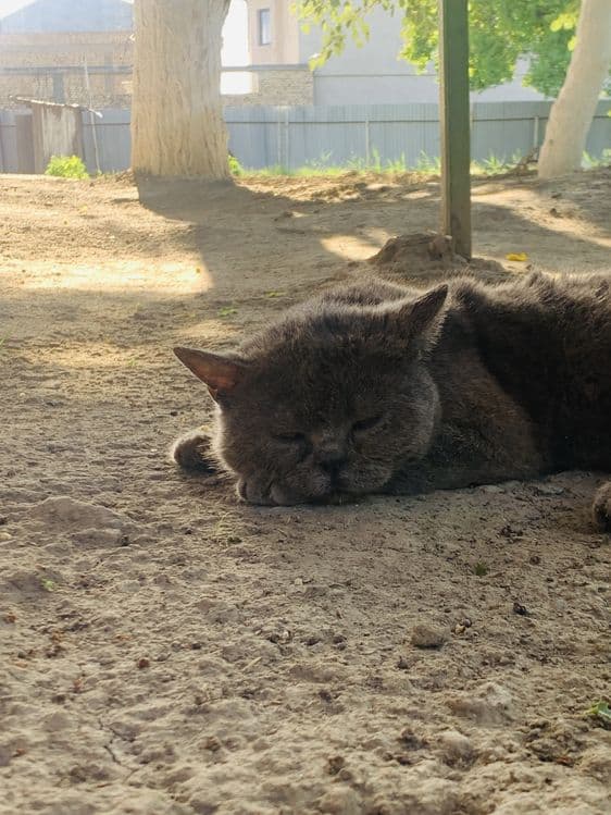 Продается кот породистый любиший хозяйна .Крупный британский кот — 6
