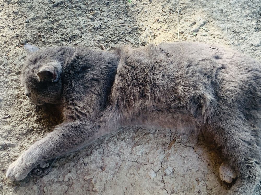 Продается кот породистый любиший хозяйна .Крупный британский кот — 7