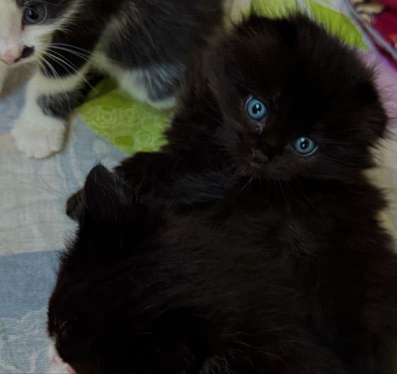 Котята на продажу — 2