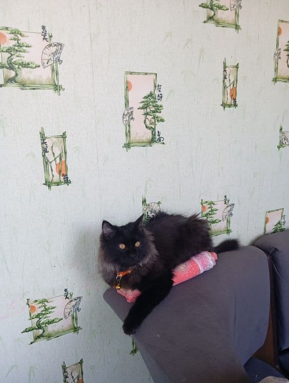 Котик продается или обмен — 2