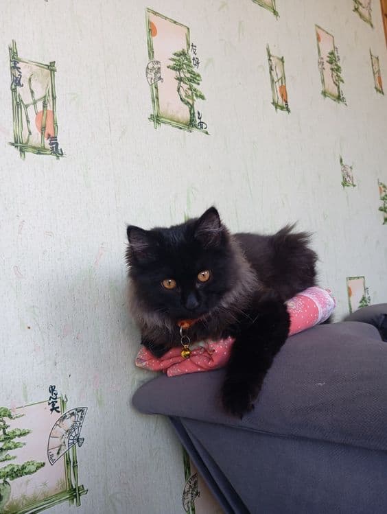 Котик продается или обмен — 3