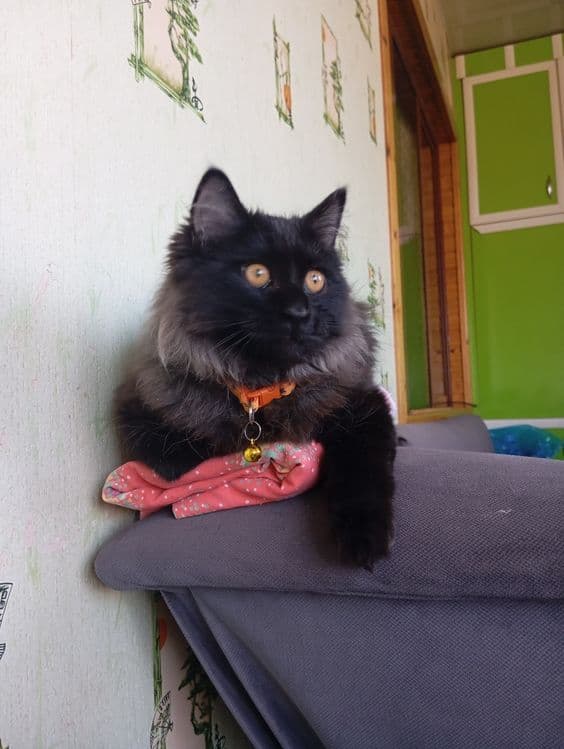 Котик продается или обмен — 4