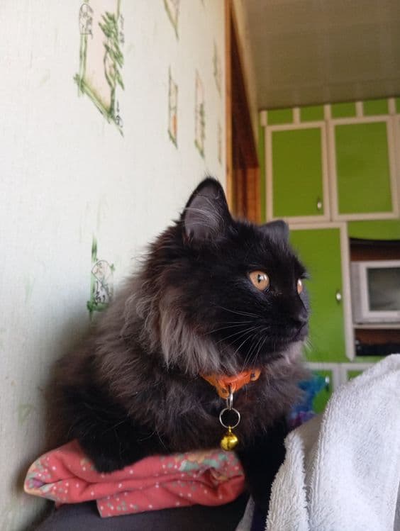 Котик продается или обмен — 5