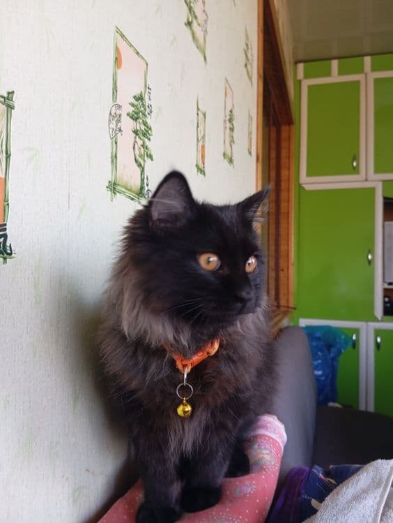 Котик продается или обмен — 6