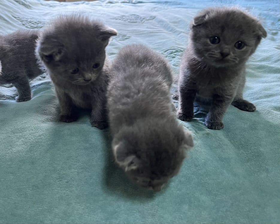 Продаются британские котята «скотиш фолд» — 2