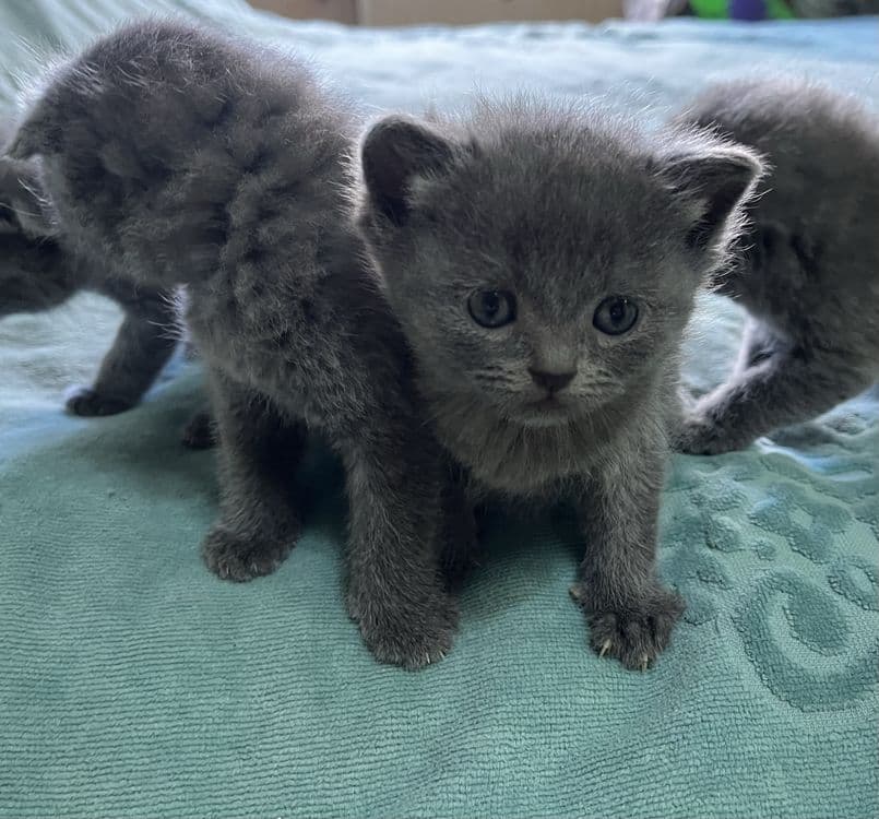 Продаются британские котята «скотиш фолд» — 3