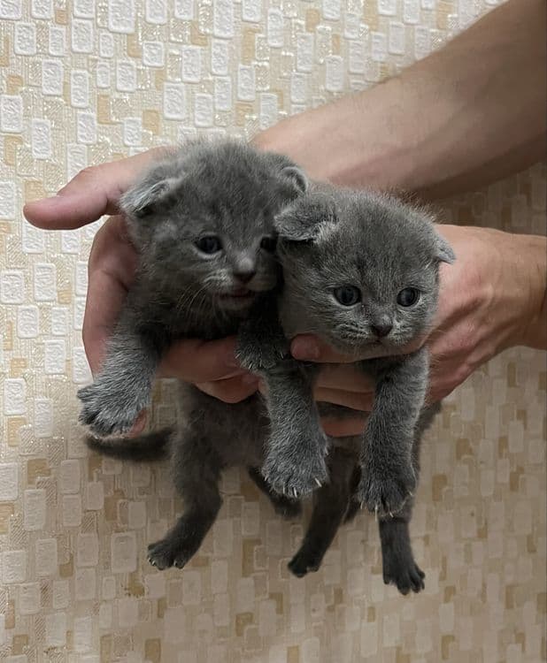 Продаются британские котята «скотиш фолд» — 4