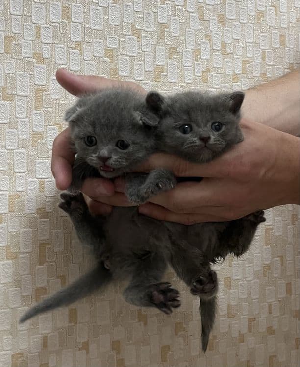Продаются британские котята «скотиш фолд» — 5