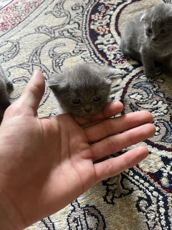 Продаются британские котята «скотиш фолд» — 6