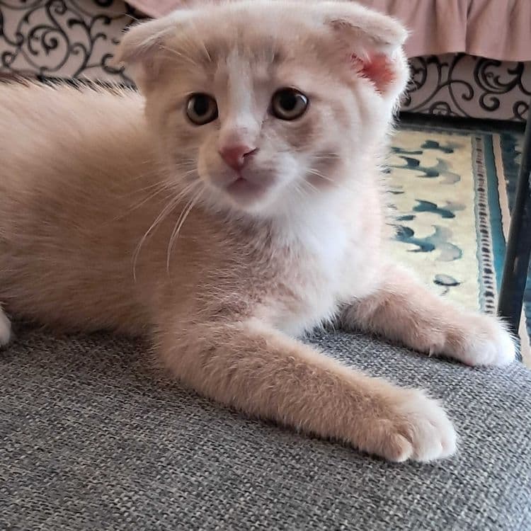 Породистые котята — 2