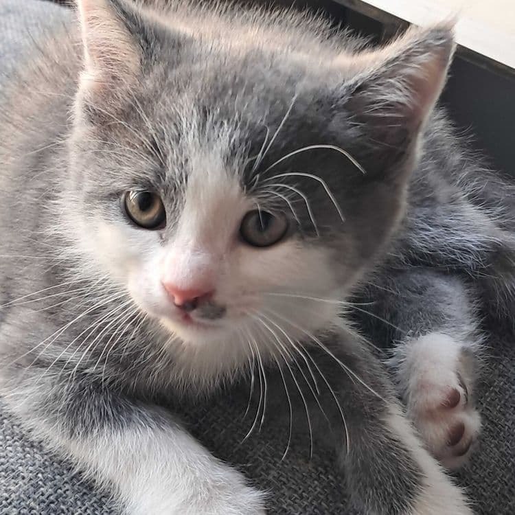 Породистые котята — 3