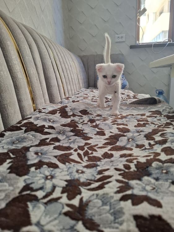 Мушукча девочка акилли уйноки умничка София — 3