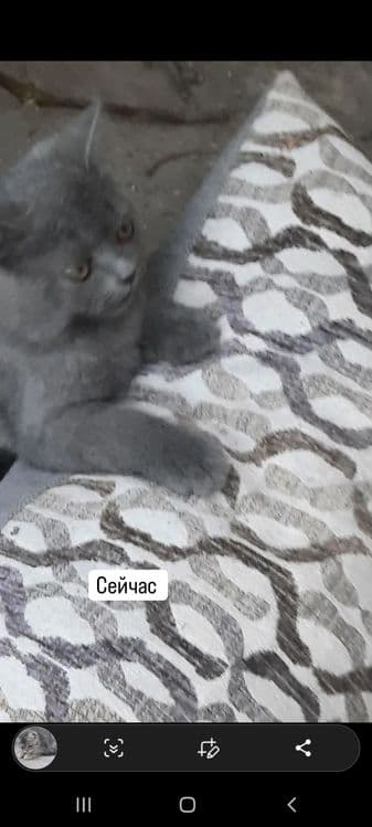 Мама и две котят — 3