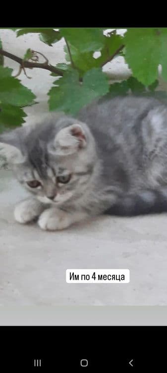 Мама и две котят — 4