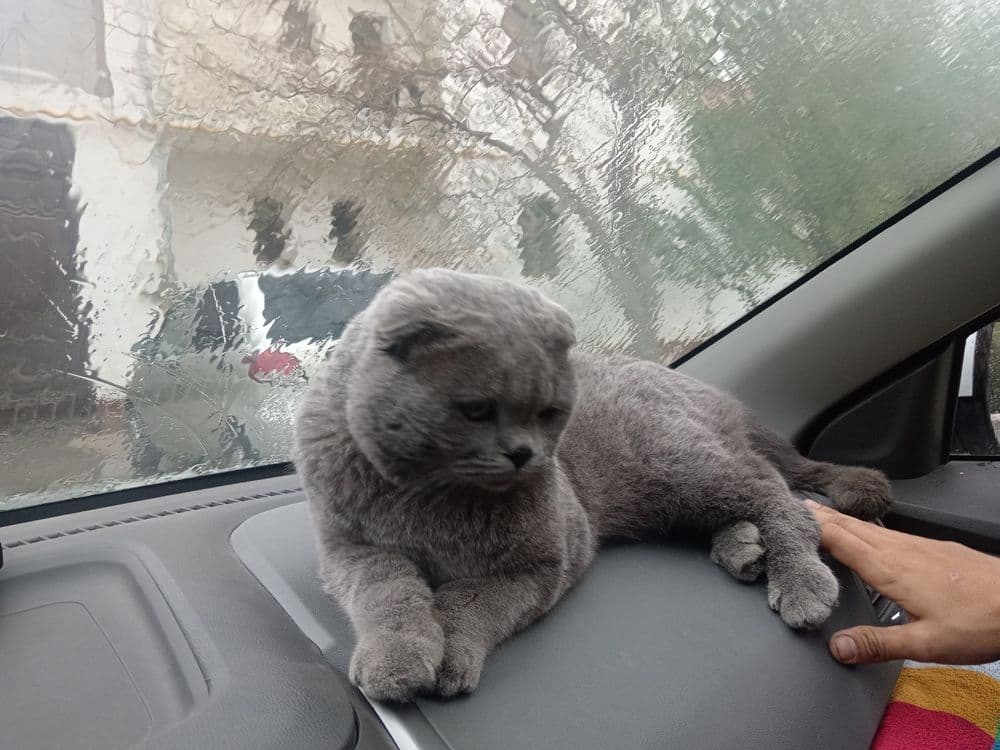 Mushuk zotdor erkak — 3