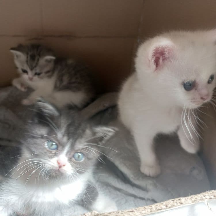 Mushuklar paroda — 2