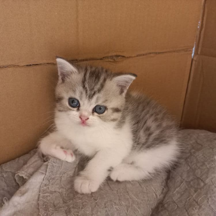 Mushuklar paroda — 3