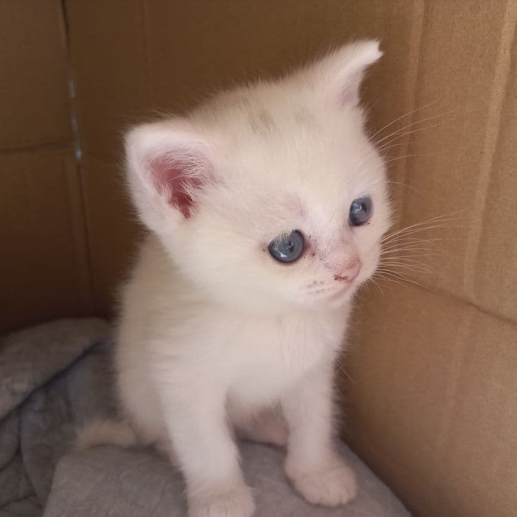 Mushuklar paroda — 4