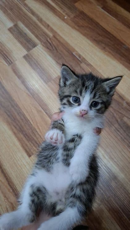 В добрые руки котята 2 месяца — 2
