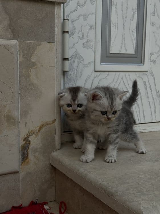 Британский шиншила — 2
