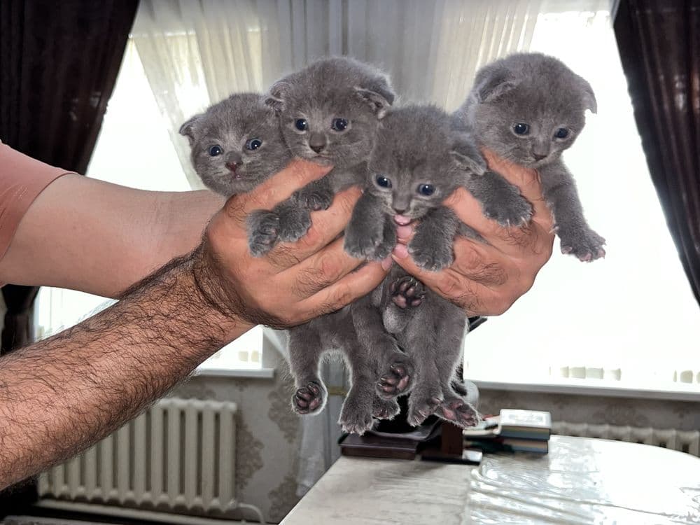 Продаются британские котята (scottish fold) — 2