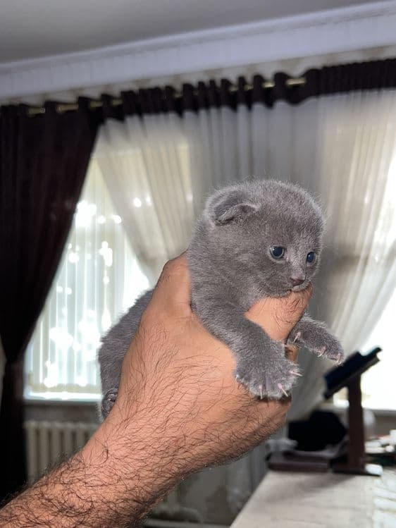 Продаются британские котята (scottish fold) — 3