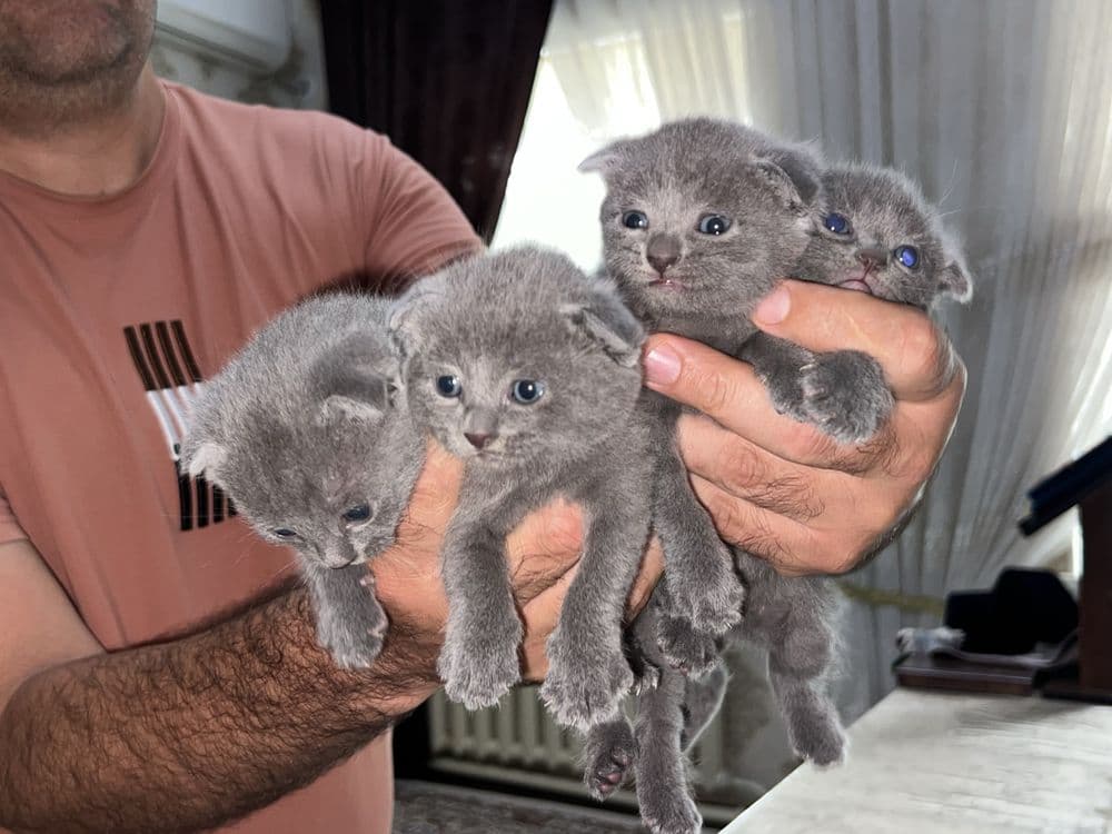 Продаются британские котята (scottish fold) — 4