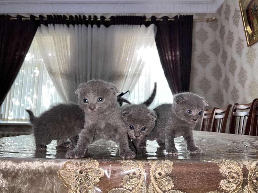 Продаются британские котята (scottish fold) — 5