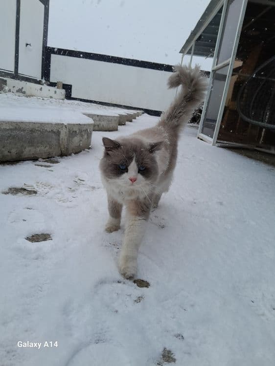 Регдолл продаётся!!! — 3