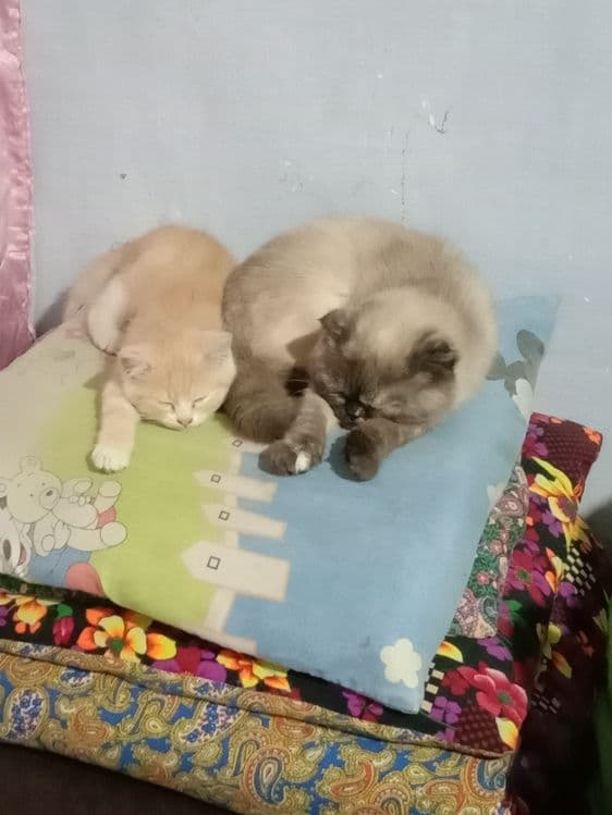Mushuk bolalari sotiladi. — 4