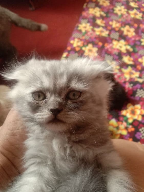 Mushuk bolalari sotiladi. — 8