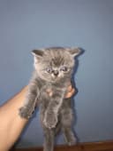 Шотландский кошка