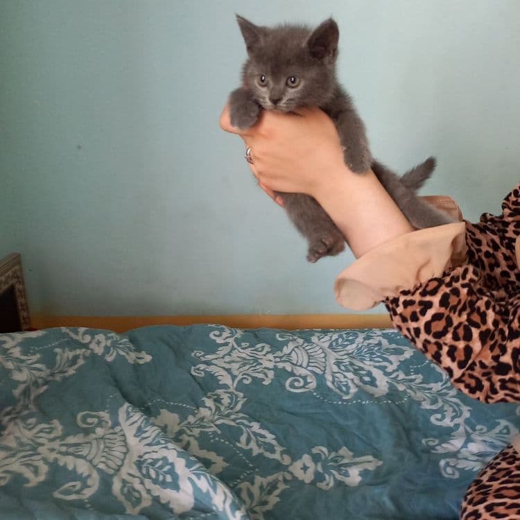 Британский скотиш елите — 2
