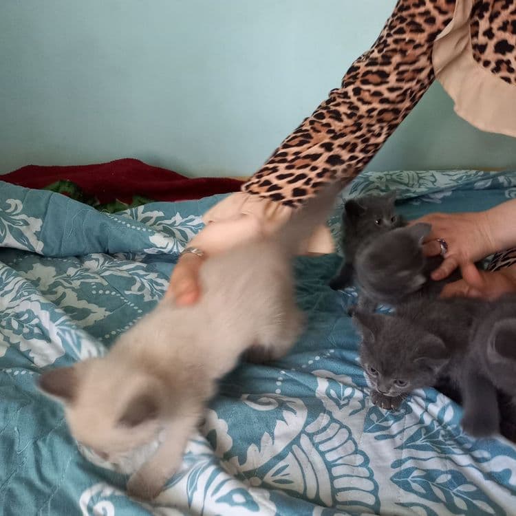 Британский скотиш елите — 3