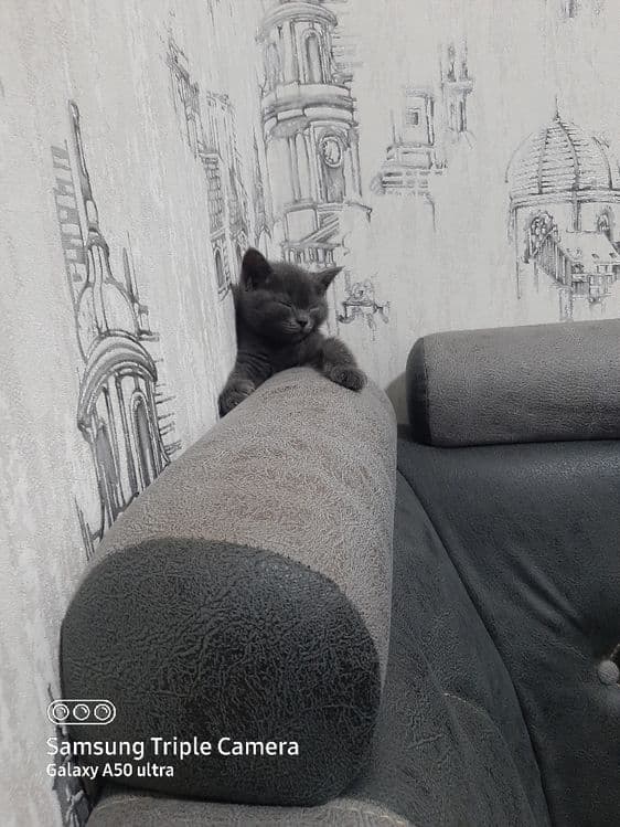 Британский скотиш елите — 4
